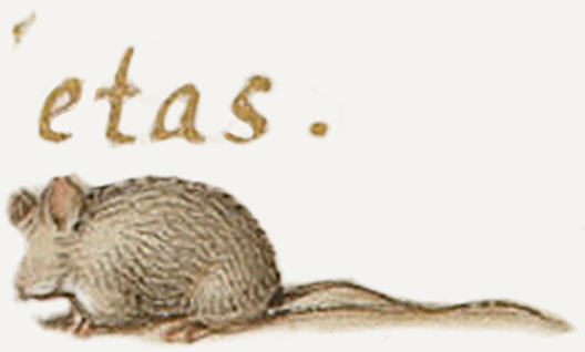 KK-975-Maus-1.jpg