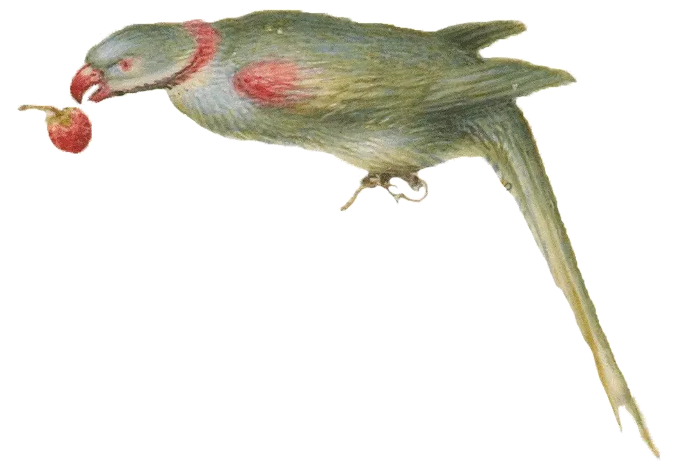 vogel13.png